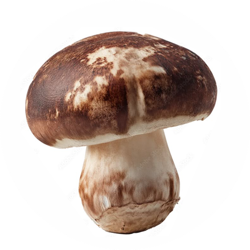 Wholesale Shiitake logo